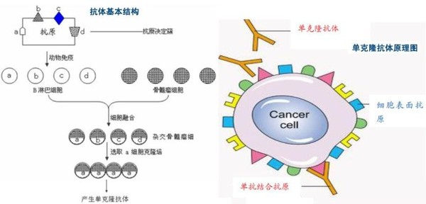 单克隆抗体药物在乳腺癌治疗中的应用及进展