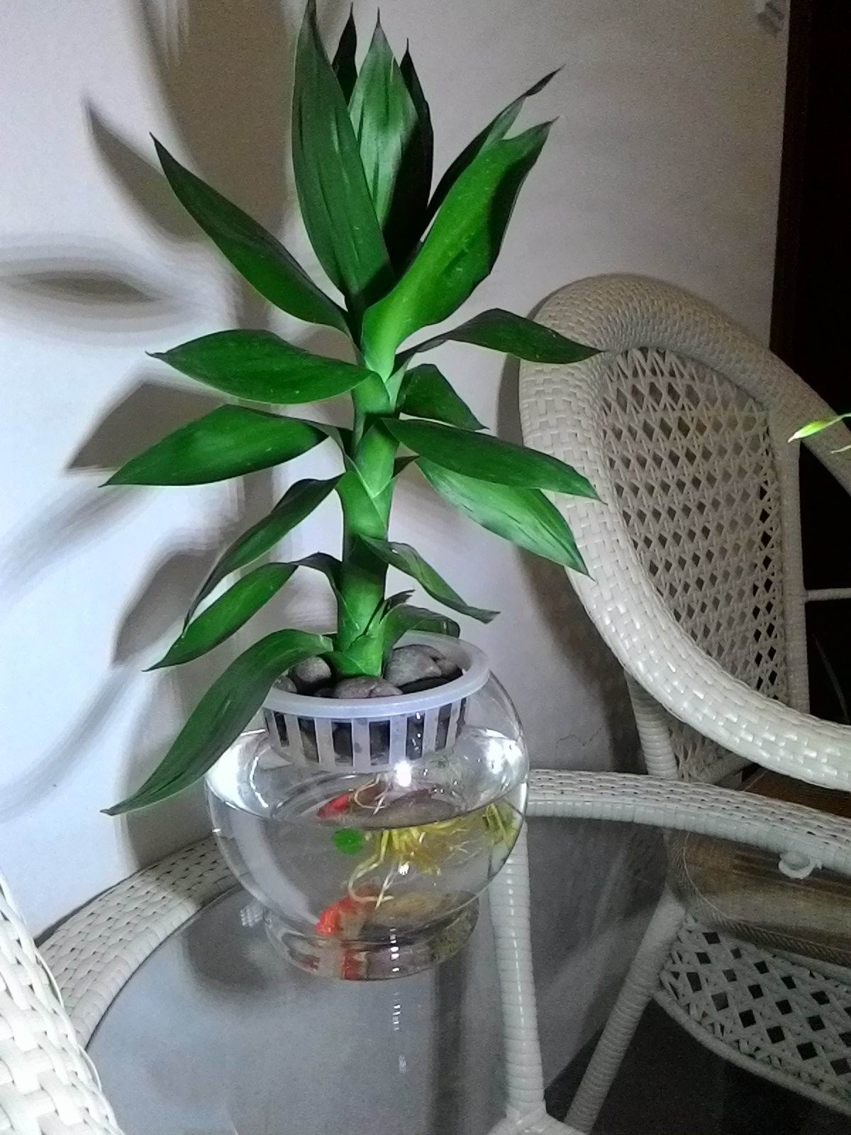 荷花竹(养了2条小鱼在水里)