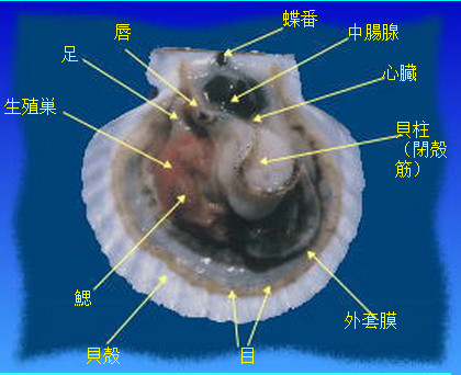 獐子岛扇贝信息汇集贴