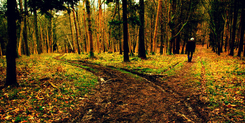 壁纸 风景 森林 桌面 480_242