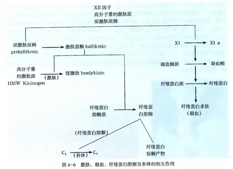 的激肽,补体及凝血系统和纤维蛋白溶解系统的激活和其产物的密切关系