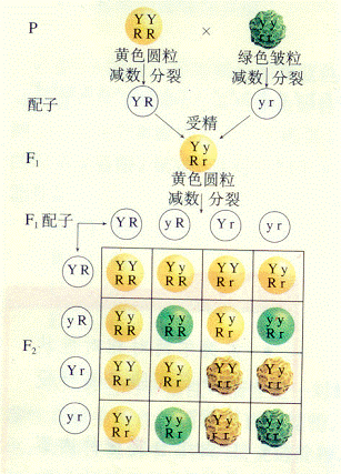 事实上,这也是一个普遍存在的最基本的遗传定律,这就是孟德尔发现的第