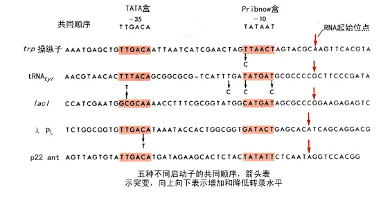 位点-35位的ttgaca区是rna聚合酶依靠其σ因子对转录起始位点的识别