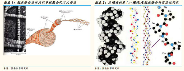 【研报】重组人源胶原蛋白专题研究(32页)