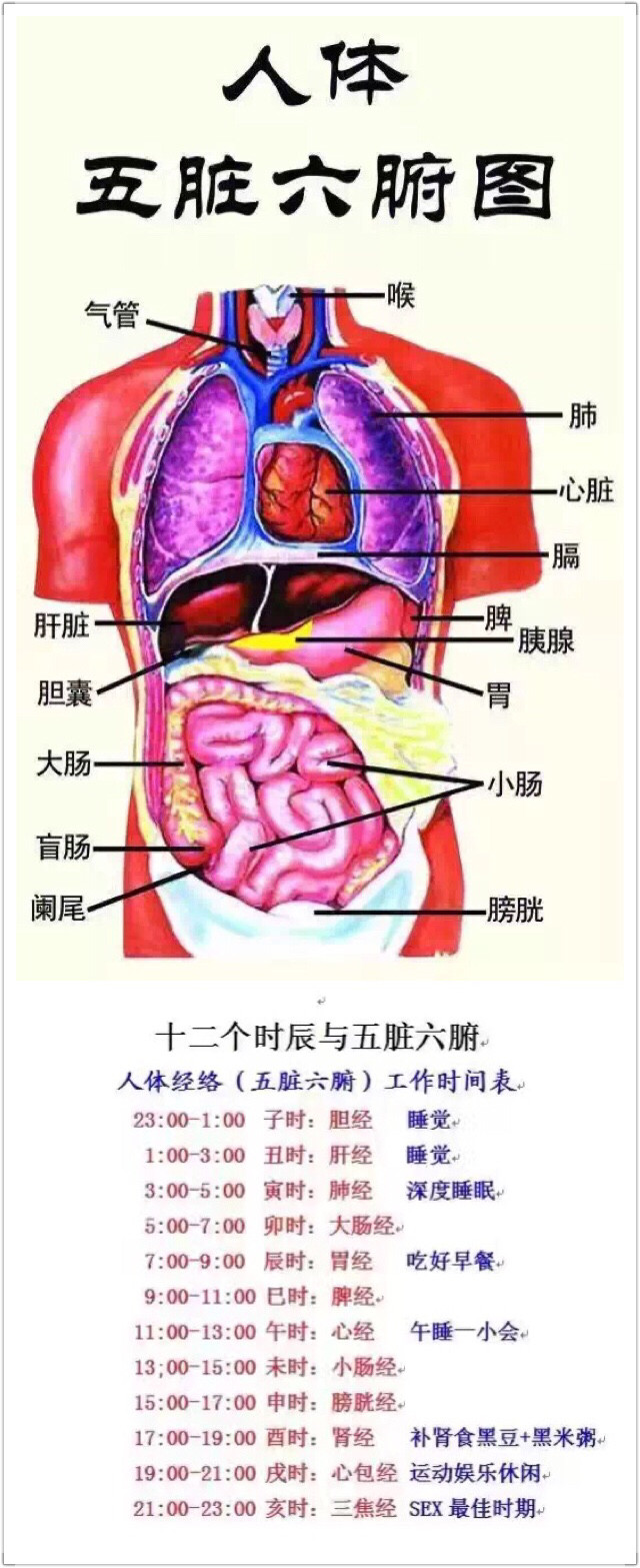 记住这几个器官怕什么 胃:怕凉 肺:怕烟 肝脏:怕油脂