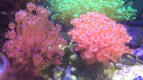 我养的宝石花珊瑚