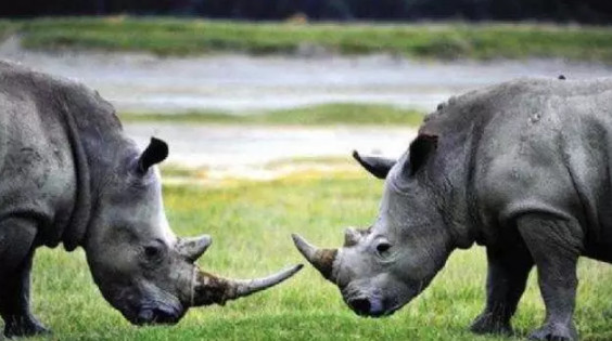 沪深300增强: 股市被灰犀牛吓坏了,你还不知