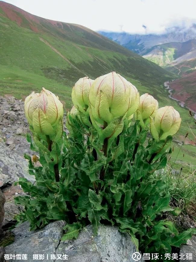 一粒种子的信仰 这些盛开在雪域高原, 高山之巅的迷人植物,都是雪莲