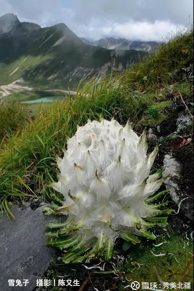 一粒种子的信仰 这些盛开在雪域高原, 高山之巅的迷人植物,都是雪莲