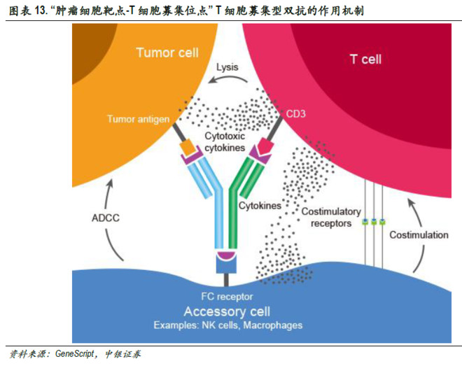 【行业】单克隆抗体行业深度报告(97页)