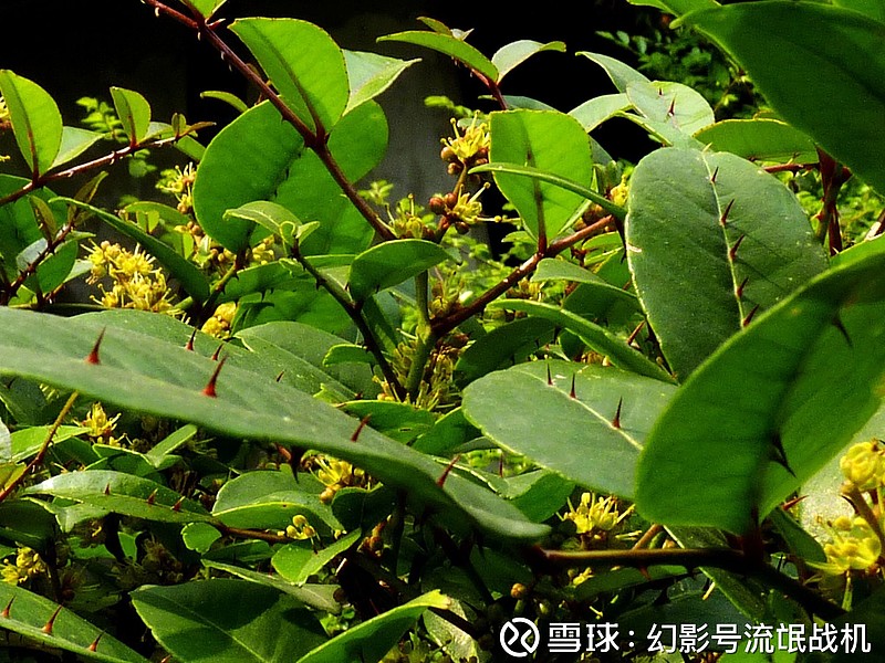 $两面针(sh600249 继续买进亏损退市概念股.