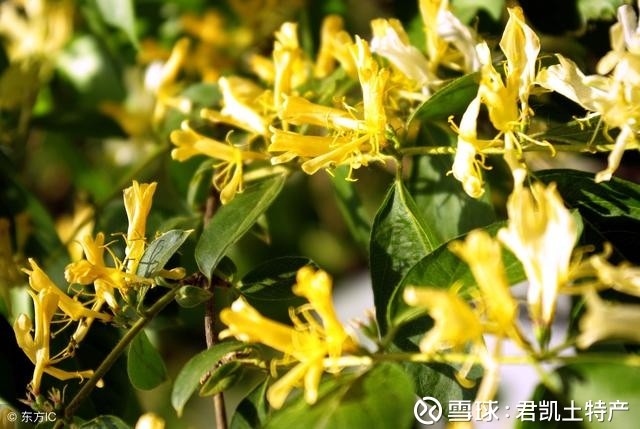 金银花的功效与作用及禁忌 植物金银花又名忍冬,为科.