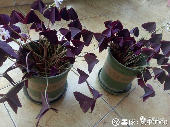 紫叶酢浆草,多年生球根草本植物,一般高15~20厘米,非常适合普通的一