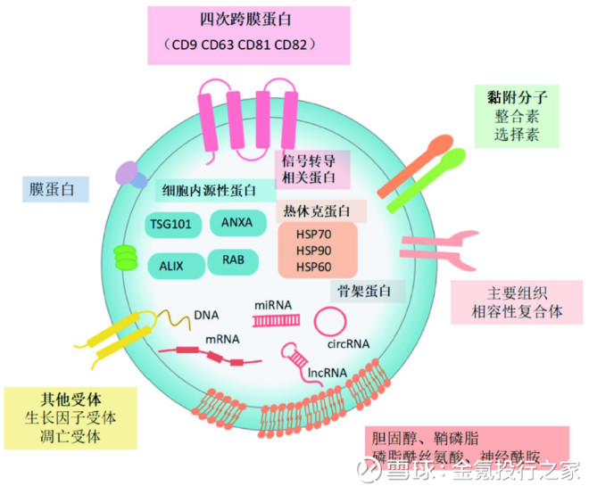 泡体与细胞脂膜融合后向细胞外分泌的囊泡,因此存在脂质双分子层结构