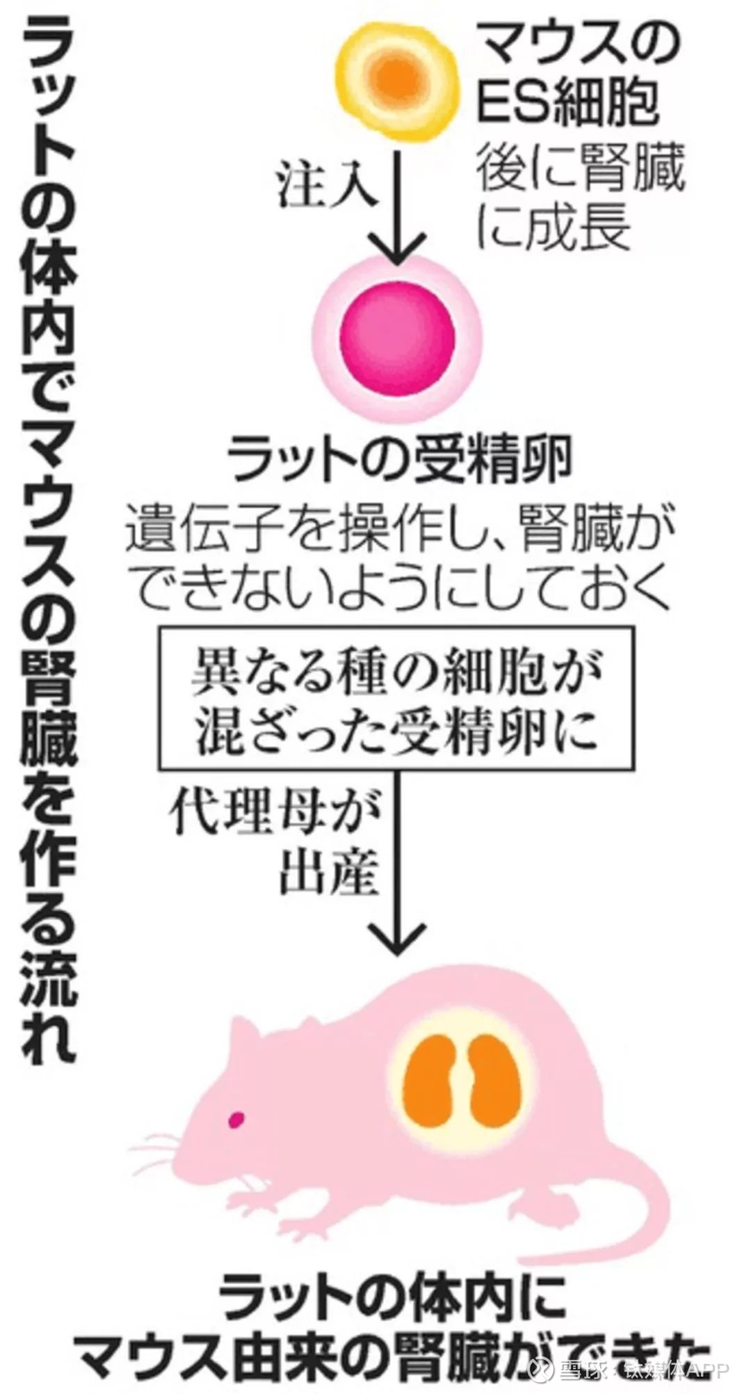 老鼠有望