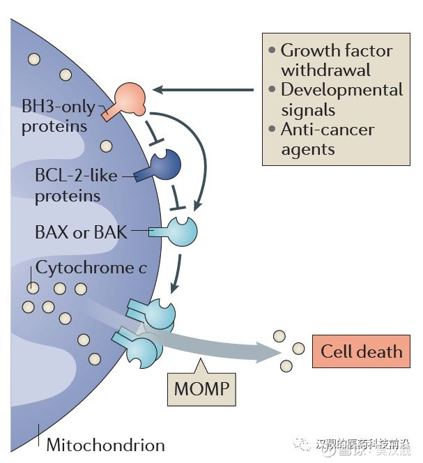 Abbvie Bcl