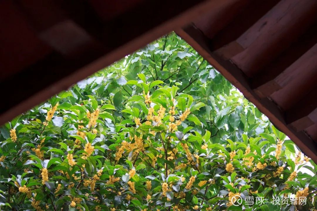 你的周围或许没有一棵桂花树,眼前也没有一朵桂花,但却能伴着甜腻的
