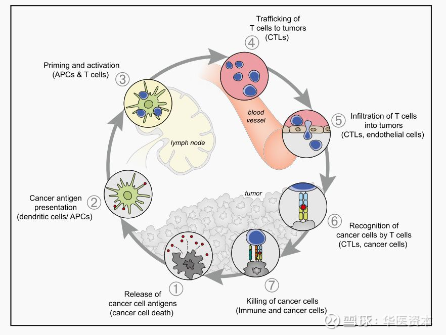 肿瘤免疫循环过程