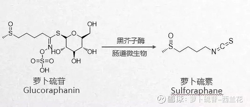 全球肺癌关注月11月肺癌为什么难治萝卜硫苷能为预防肺癌做什么