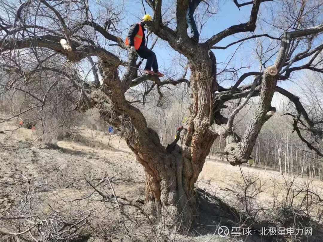 青海黄河羊曲水电站未批先建 移植古柽柳林引争议