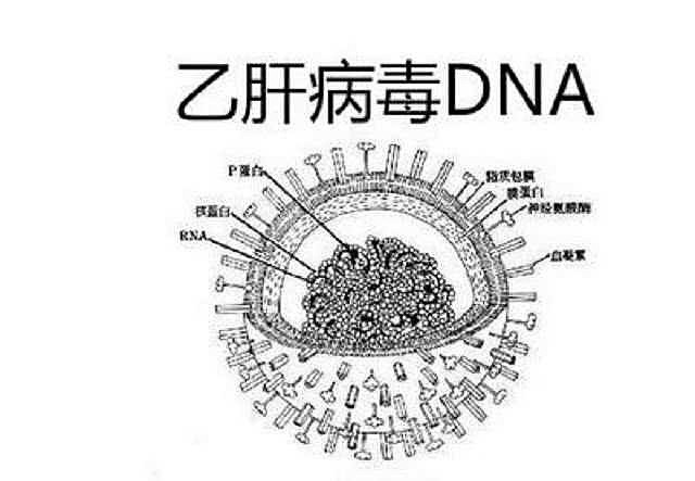 揭示乙肝病毒转录复制过程,乙肝药物抑制病毒复制机理