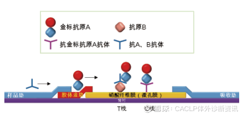 面对新冠核酸检测"假阴性",双抗原夹心法抗体检测有望