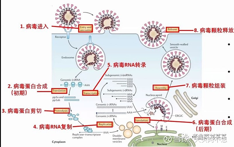 科普一下瑞德西韦的抗病毒原理