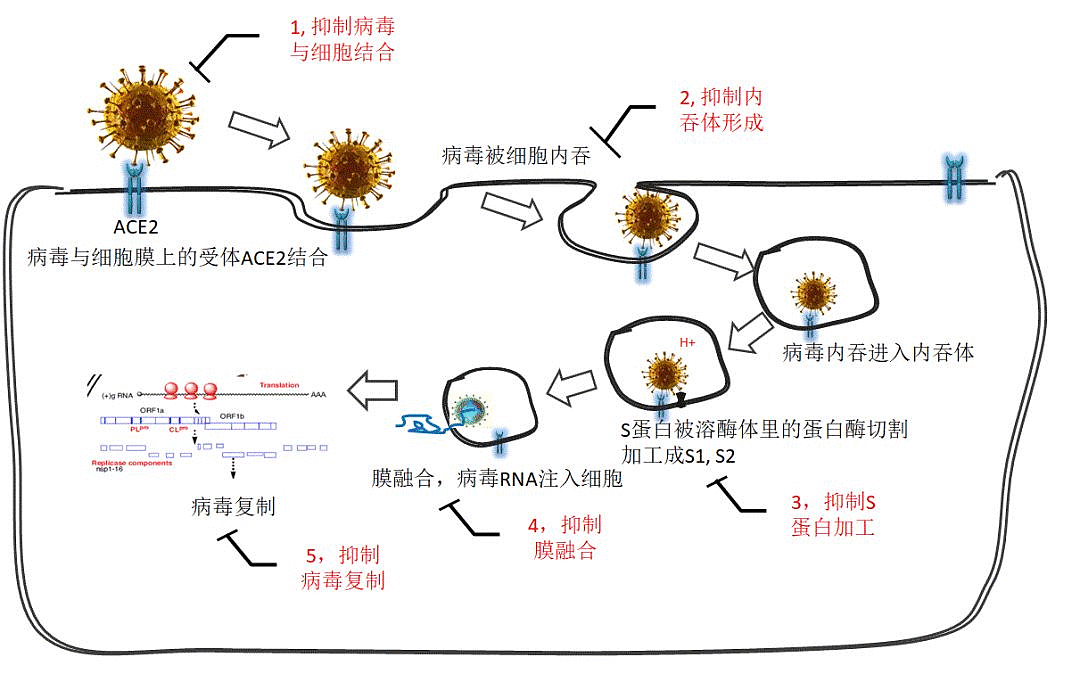 一图看懂新冠病毒药物开发