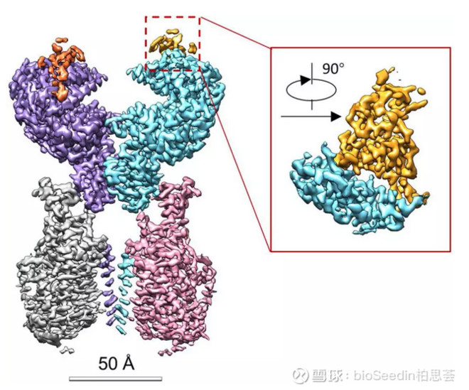 p62蛋白 xueqiu.com