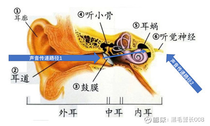 只有一条"接收路径",也就是:耳廓-耳道-鼓膜-听小骨-耳蜗-听觉神经