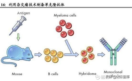 单克隆抗体 xueqiu.com