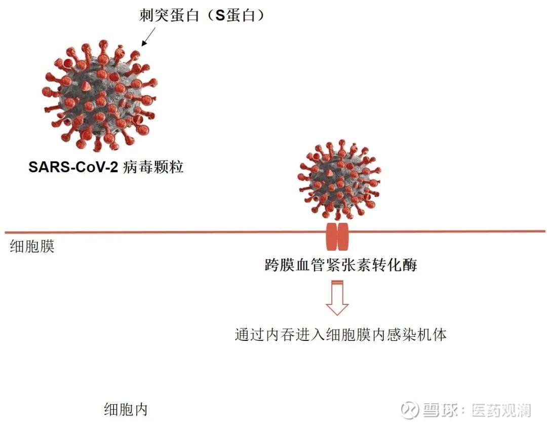 中和抗体疗法能否成为对抗新冠病毒的新星