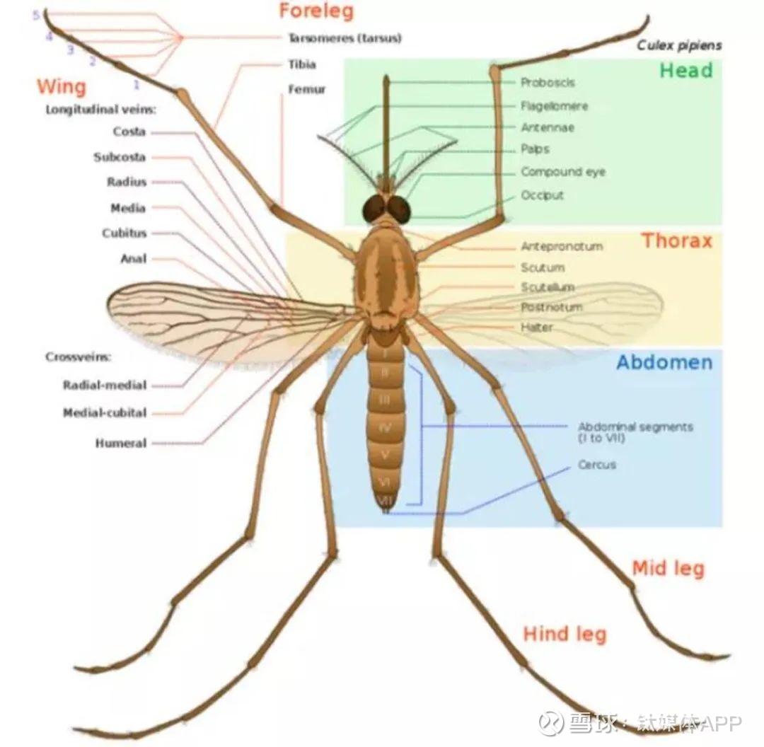 通过漫长的进化和选择,决定了蚊子现在这样的身体构造.
