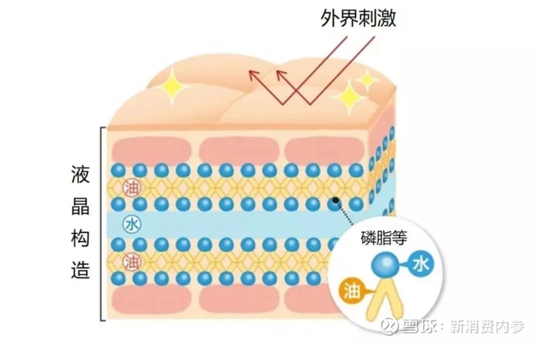 和细胞间脂质,从而起到在干燥环境中保护皮肤,防止皮肤水分蒸发的作用