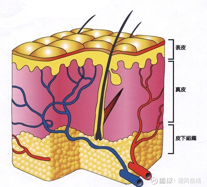 面部皮肤知识皮肤结构篇