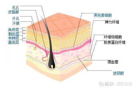 面部皮肤知识---皮肤结构篇