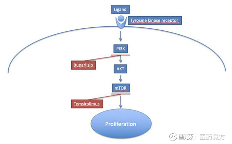 pi3k/pten/akt/mtor信号通路:关键靶点,曙光乍现