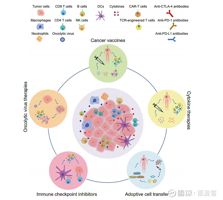 包括溶瘤病毒疗法,癌症疫苗,细胞因子疗法,过继性细胞转移和免疫检查