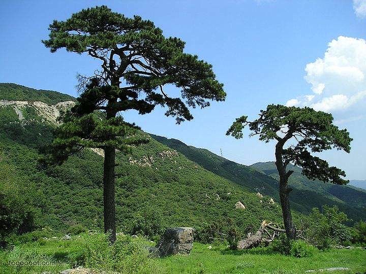 样了,哪怕是一座破草房,最好看的松树最漂亮的松树一个好看的大树图片