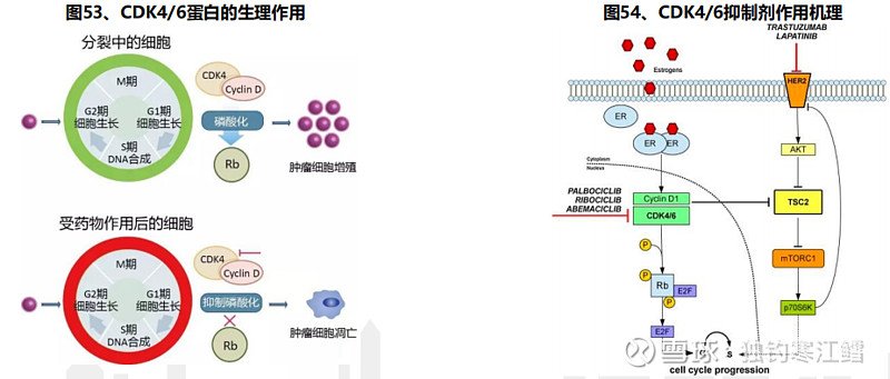 周期蛋白依赖激酶中的 cdk4 和 cdk6 可以和细胞周期