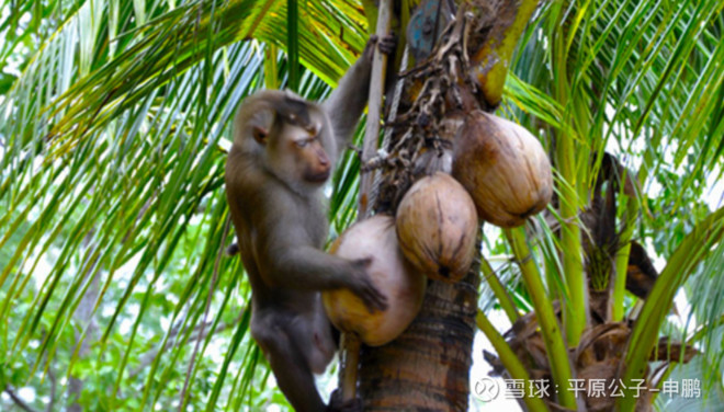 平原公子:猴权大于人权?