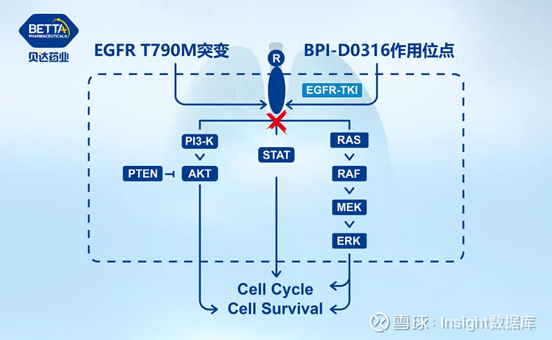 以第一代 egfr-tki 为主,包括贝达开发的盐酸埃克替尼