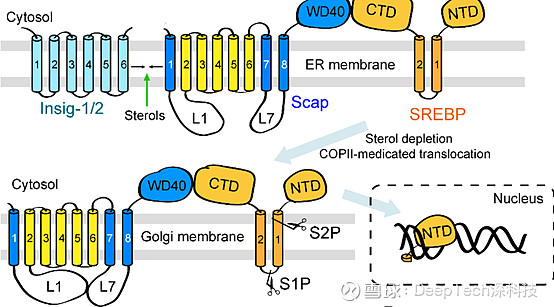 srebp 通路控制甾醇的细胞内稳态(来源 science)