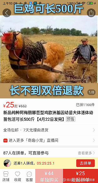 62%: 此鸡名为阿梅丽娜,是美国一家生物公司培育的一种巨型鸡,长成后