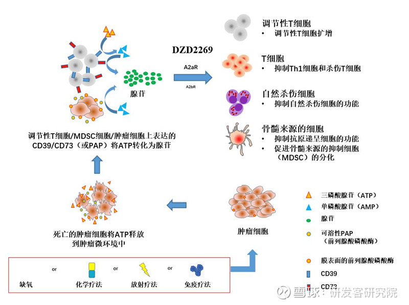 a2ar 拮抗剂作用机制 来源|迪哲医药招股书近年,一些高效新型疗法如