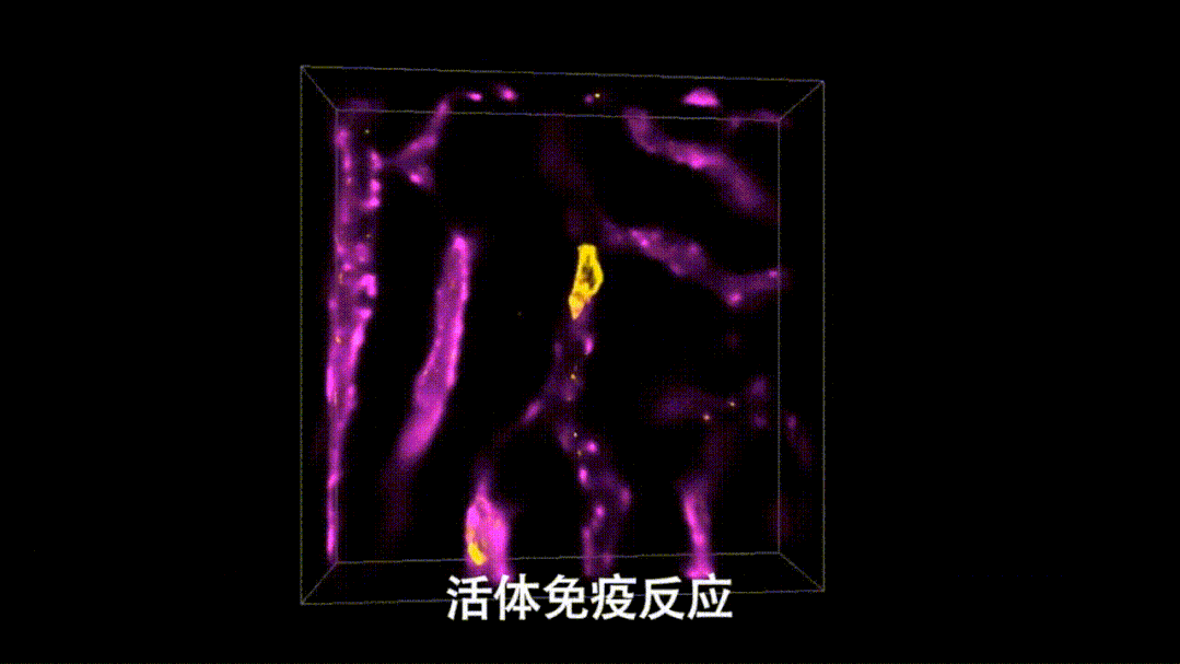 在一些比较狭窄的血管难以通过,它就会主动吐出囊泡,去做到更好的扩散