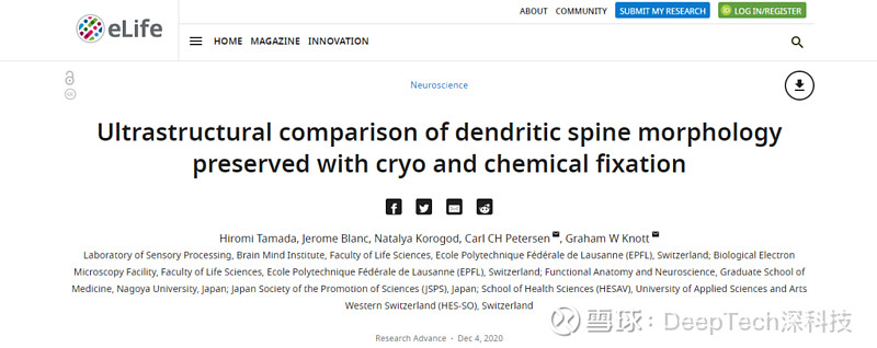 树突棘(dendritic spine)在数量和形态上都容易发生改变.