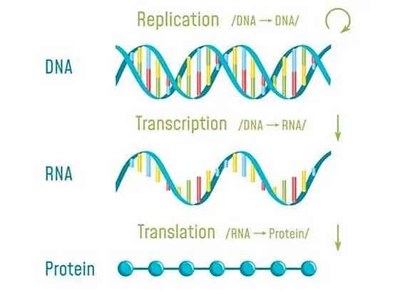 药理革命者mrna mrna的身世和使命mrna是rna的一种,在dna表达出蛋白质