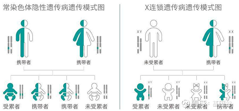 为什么要做单基因病携带者筛查