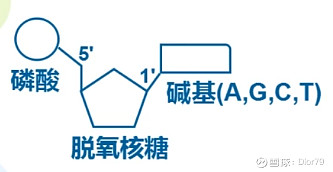 见下图.脱氧核苷酸是由三样东西组成的,磷酸 脱氧核糖 碱基.